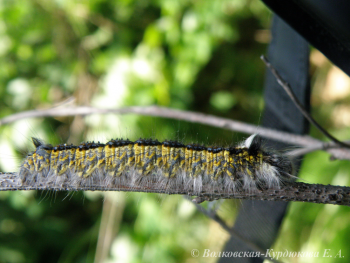 Euthrix albomaculata askoldensis  Коконопряд белоточечный